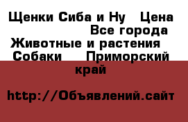 Щенки Сиба и Ну › Цена ­ 35000-85000 - Все города Животные и растения » Собаки   . Приморский край